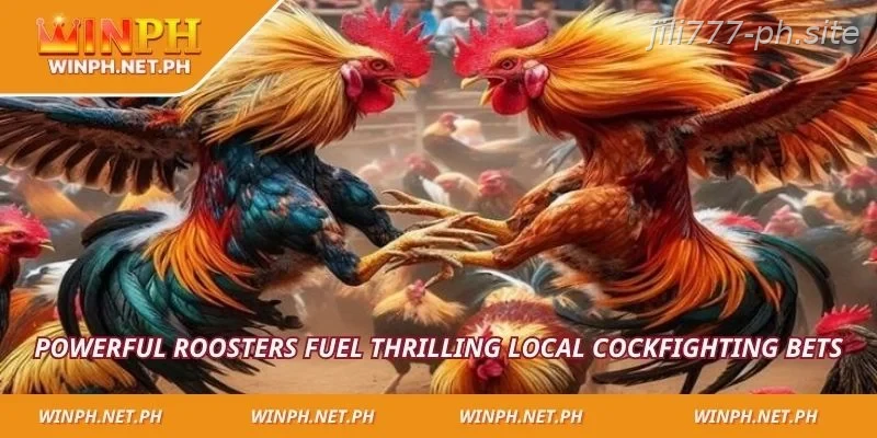Powerful roosters fuel thrilling local cockfighting bets