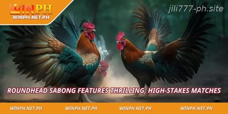 Roundhead Sabong features thrilling, high-stakes matches