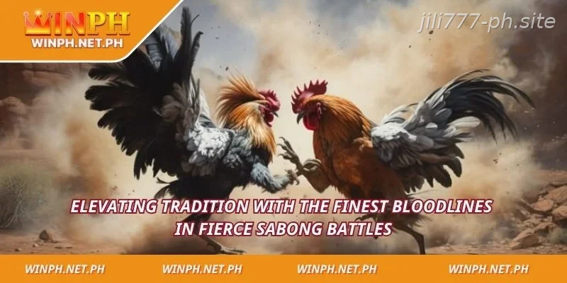 Elevating tradition with the finest bloodlines in fierce sabong battles