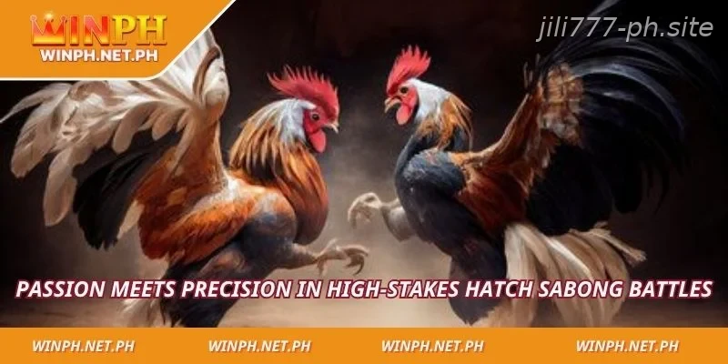 Passion meets precision in high-stakes Hatch Sabong battles